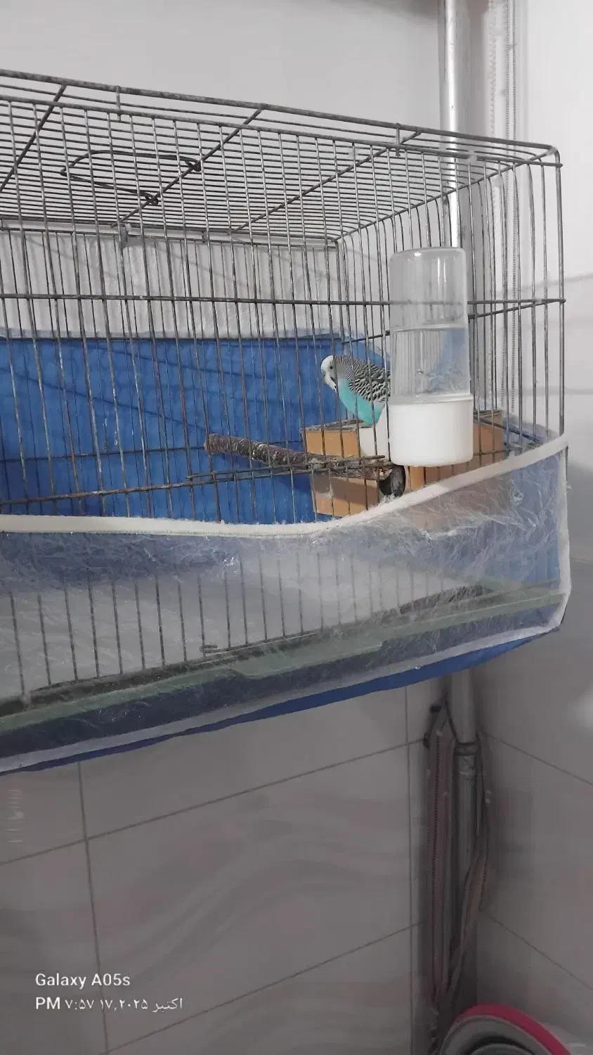 مرغ عشق|پرنده|سراب, |دیوار