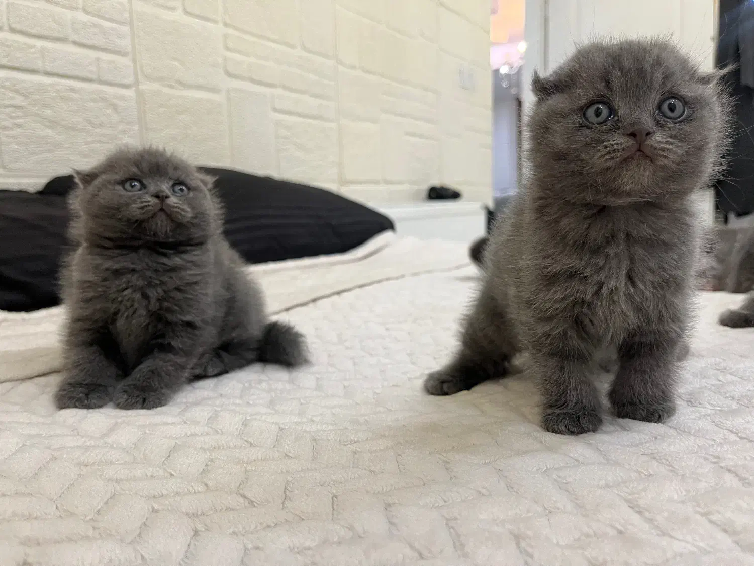 اسکاتیش فولد بلویی|گربه|کرج, باغستان|دیوار