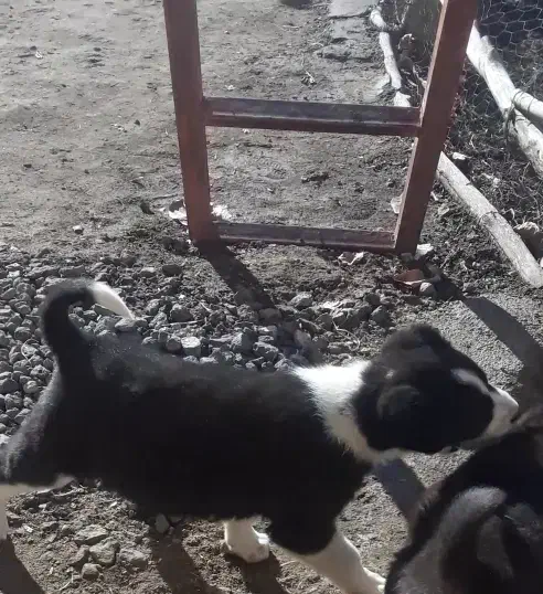 واگذاری|سگ|سراب, |دیوار