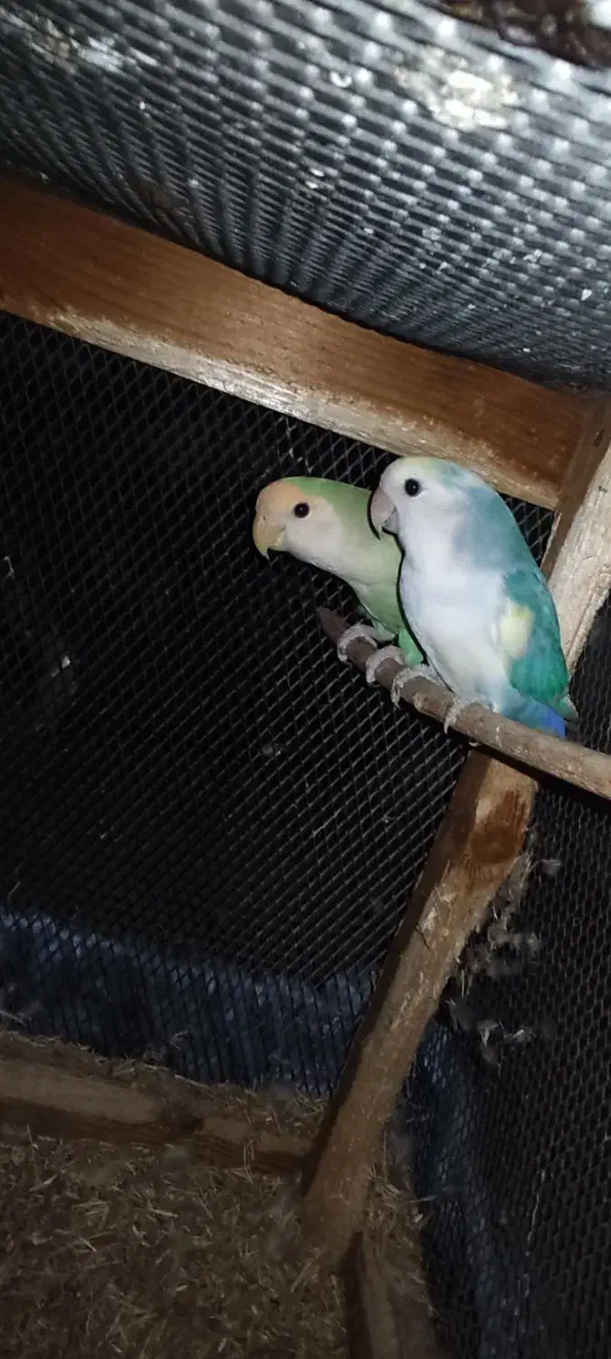 طوطی برزیلی|پرنده|ریز, |دیوار