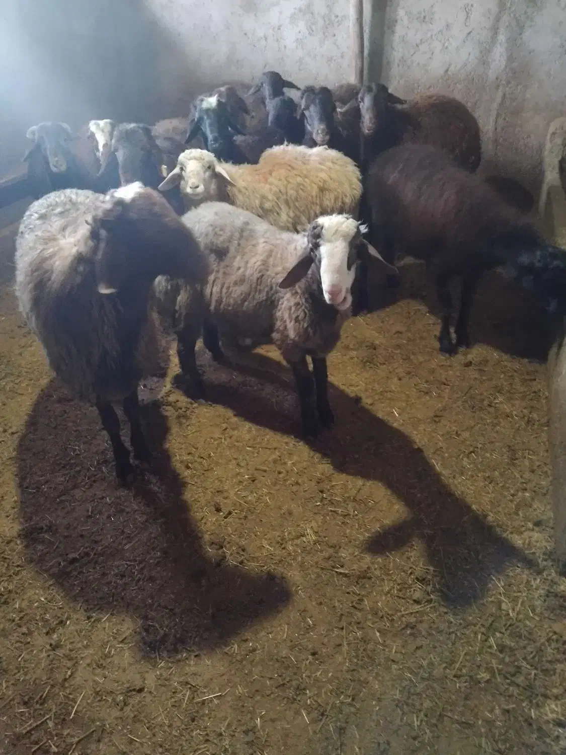 قصابی وذبح گوسفندوگوساله(قصاب سیار)|خدمات پذیرایی، مراسم|اردبیل, |دیوار