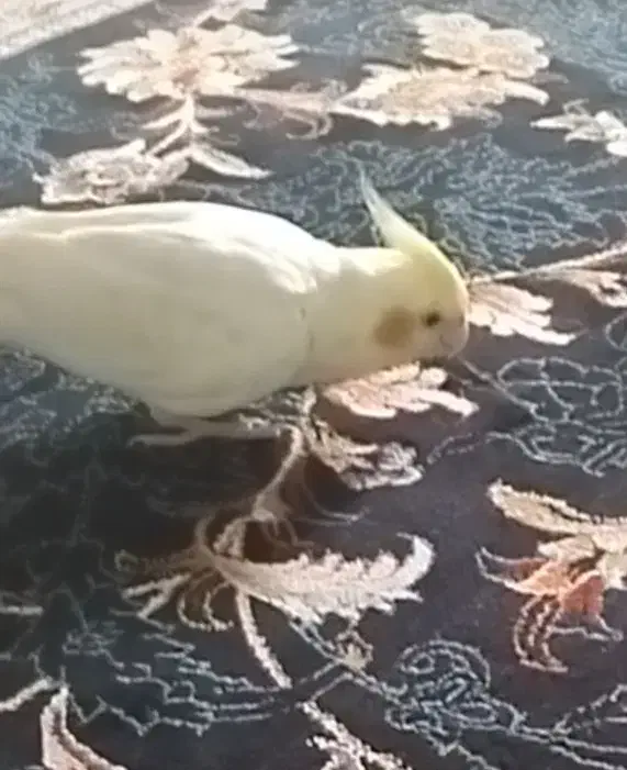 عروس هلندی گم شده|حیوانات|بروجرد, |دیوار