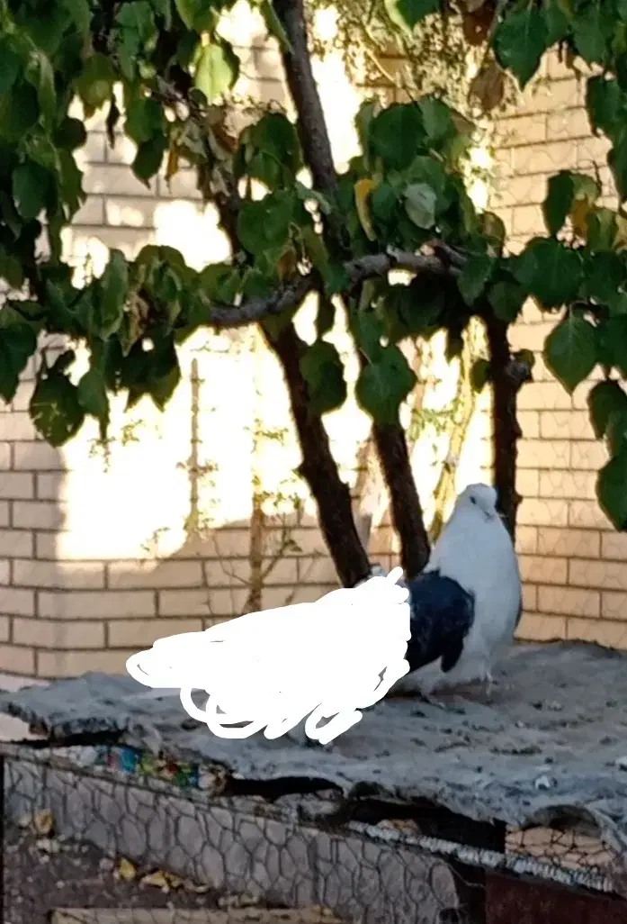 کبوتر نر پشدار|پرنده|بافت, |دیوار