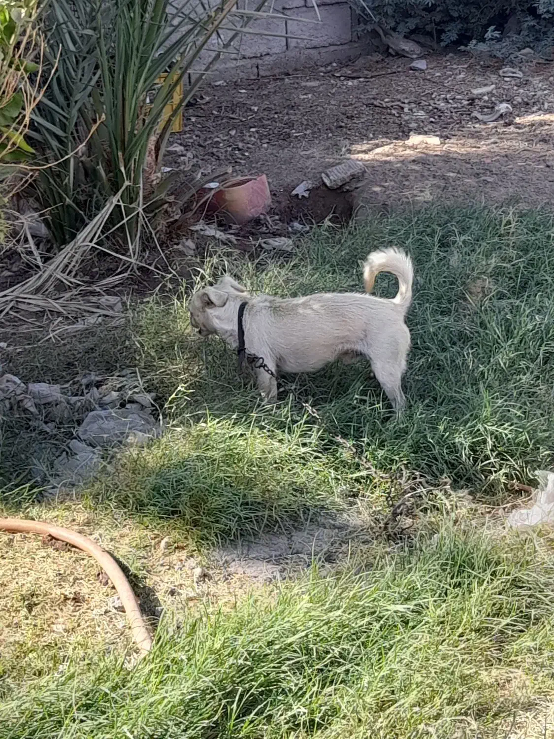 سگ پاکوتاه خیلی باهوش عاشق کودکان|سگ|نرماشیر, |دیوار