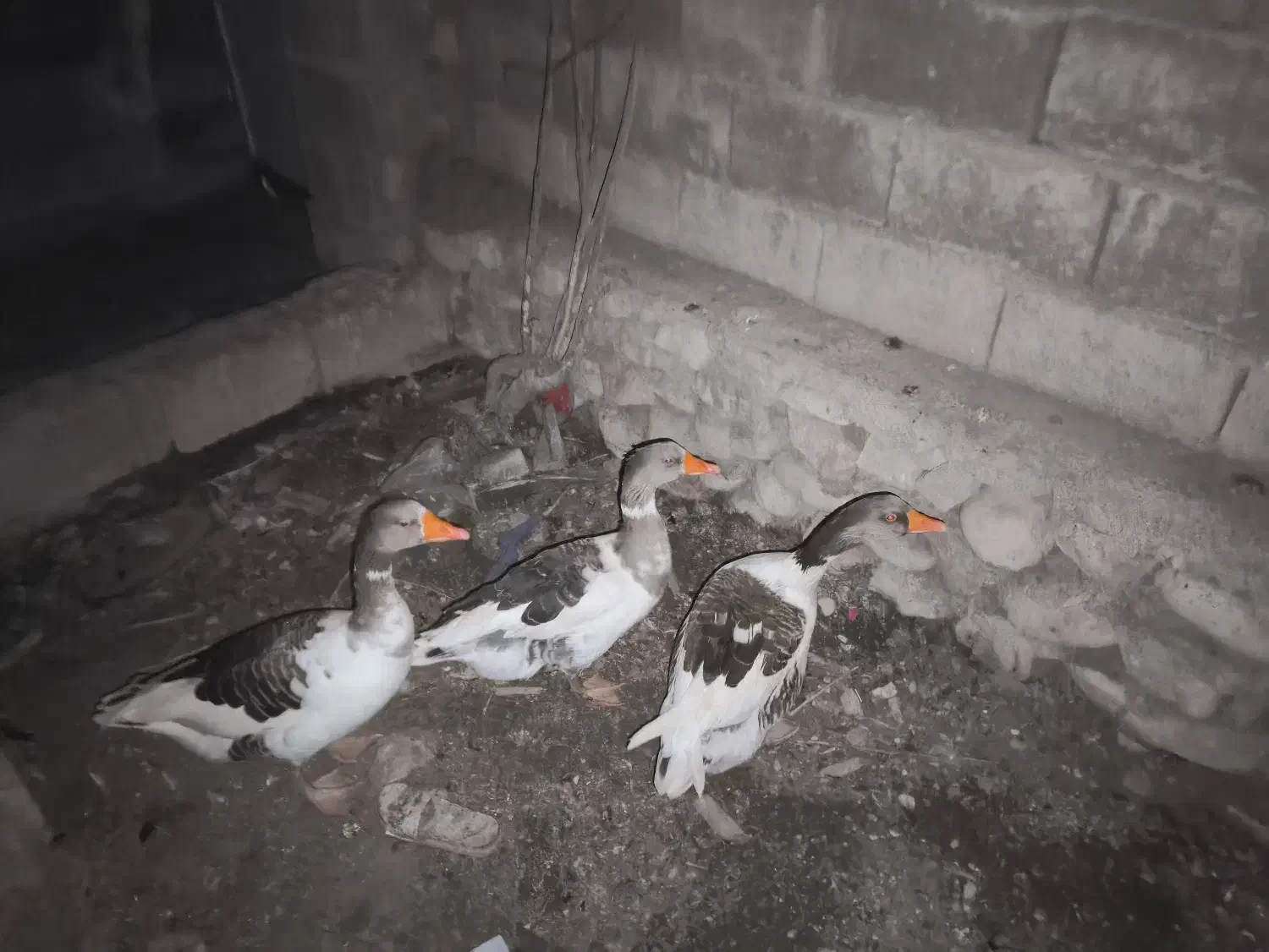 غاز|حیوانات مزرعه|خورموج, |دیوار