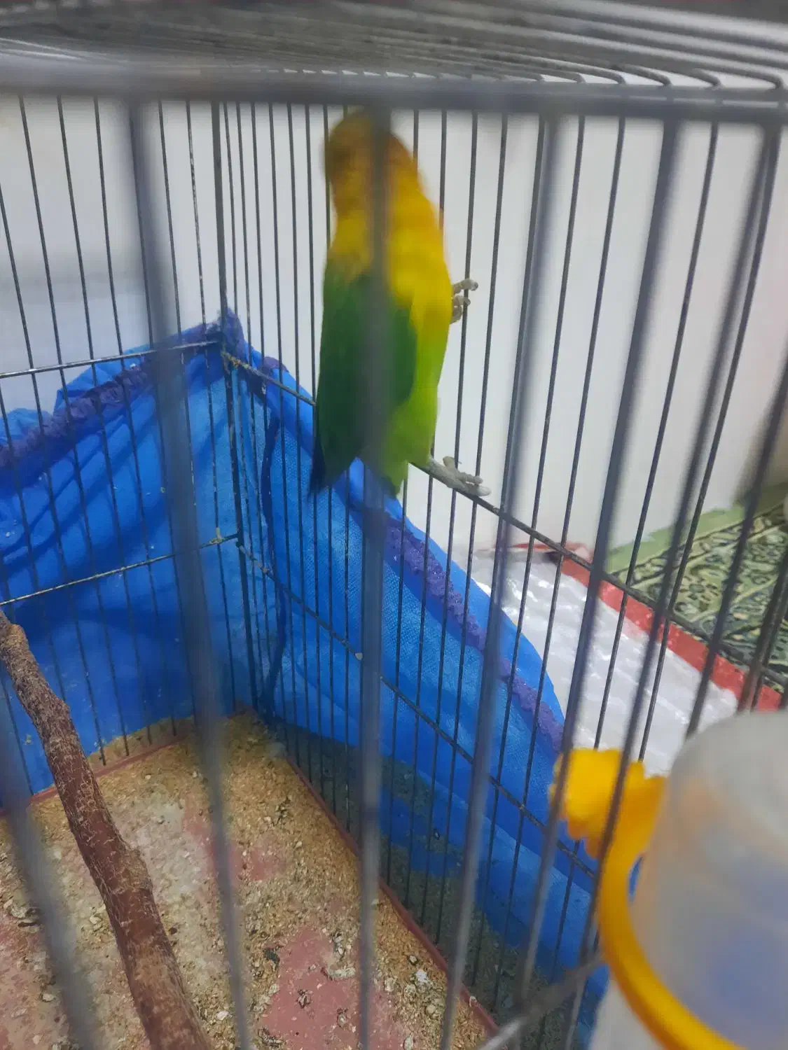 کوتوله برزیلی|پرنده|فریدونشهر, |دیوار