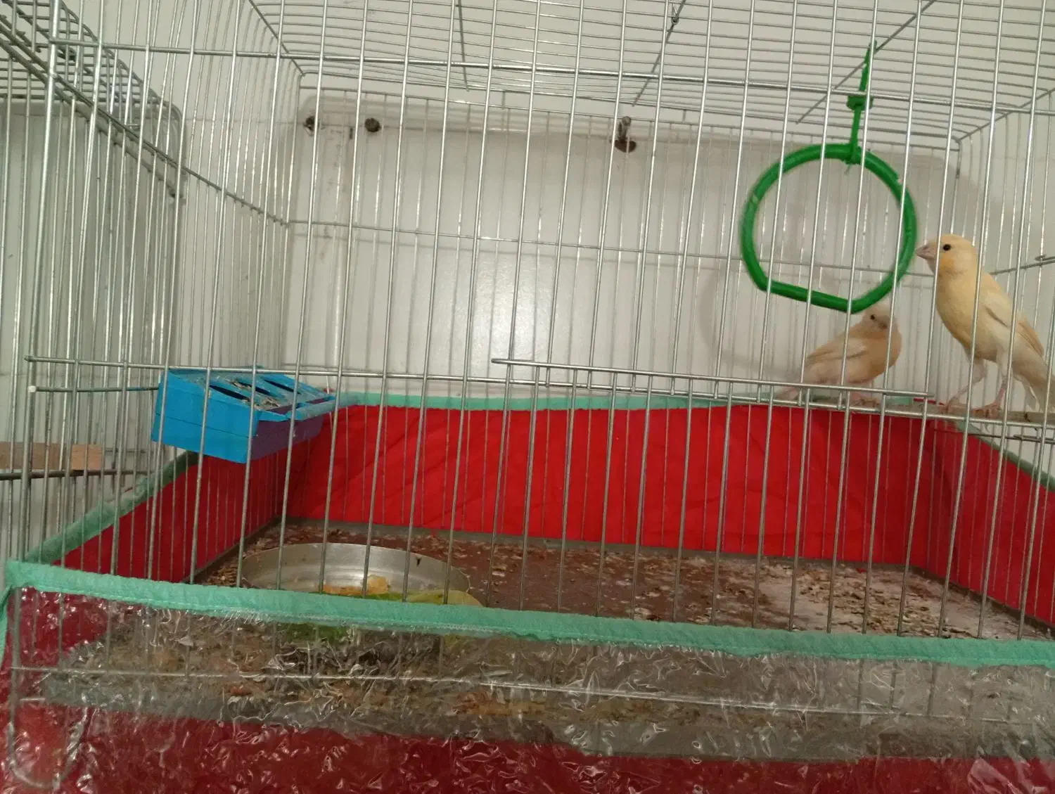 قناری|پرنده|داراب, |دیوار