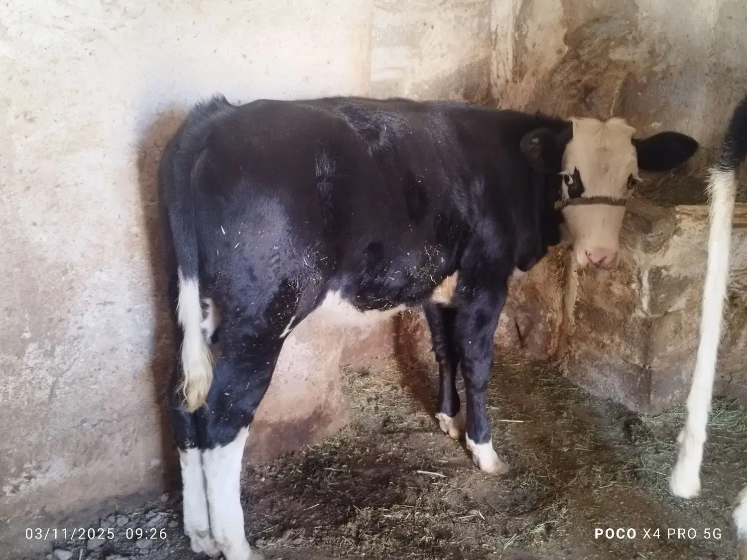 گوساله|حیوانات مزرعه|سارال, |دیوار