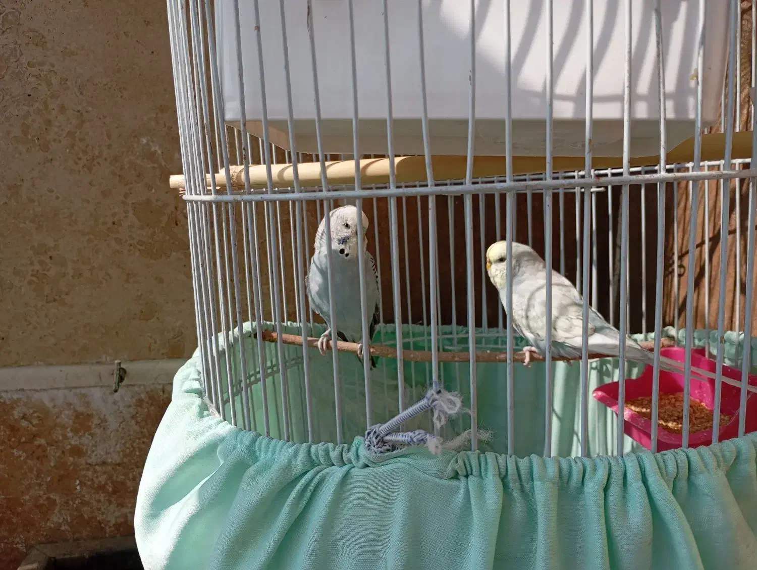 مرغ عشق|پرنده|پردیس, فاز ۴|دیوار