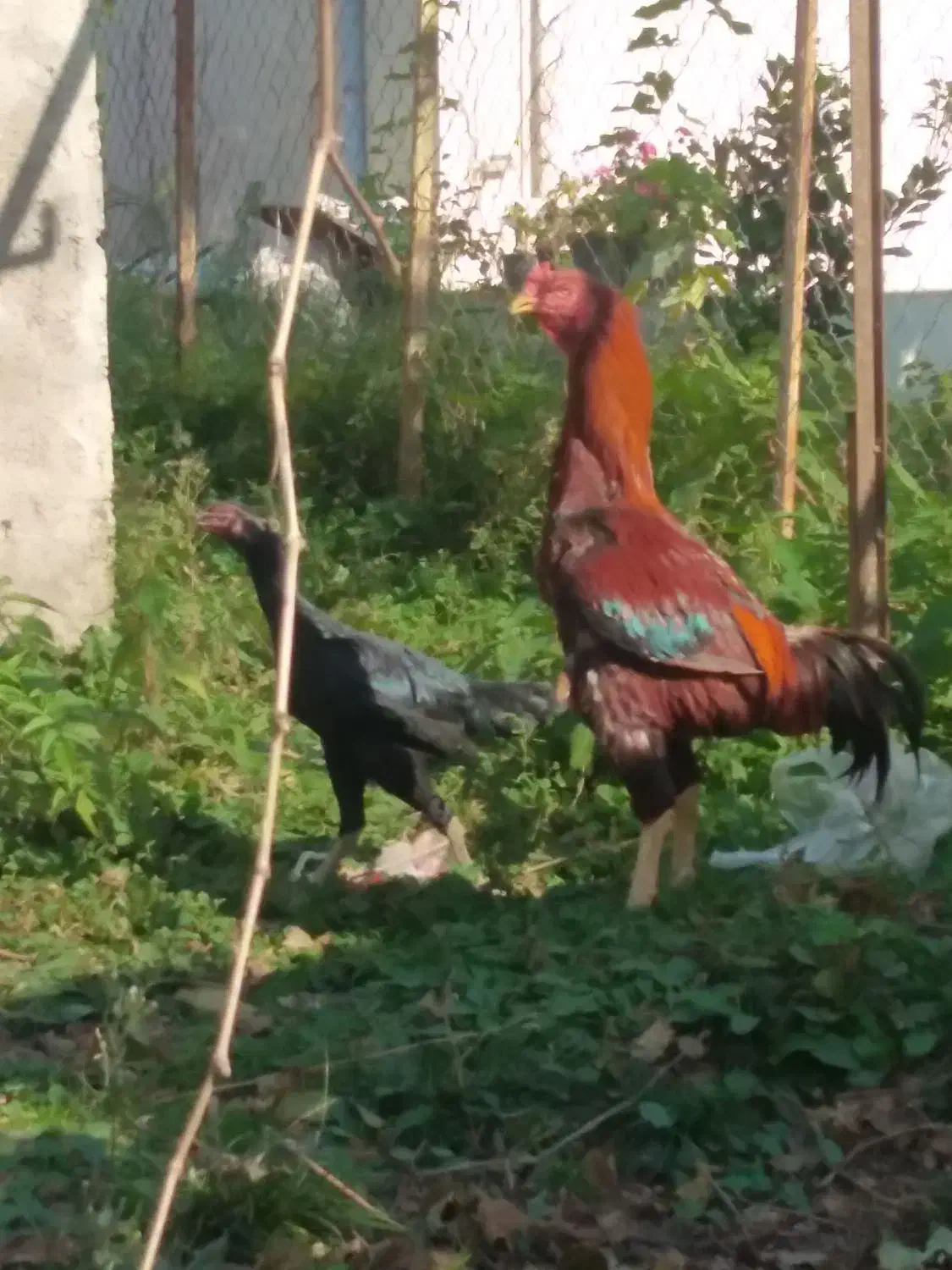 خروس و مرغ لاری|حیوانات مزرعه|توتکابن, |دیوار