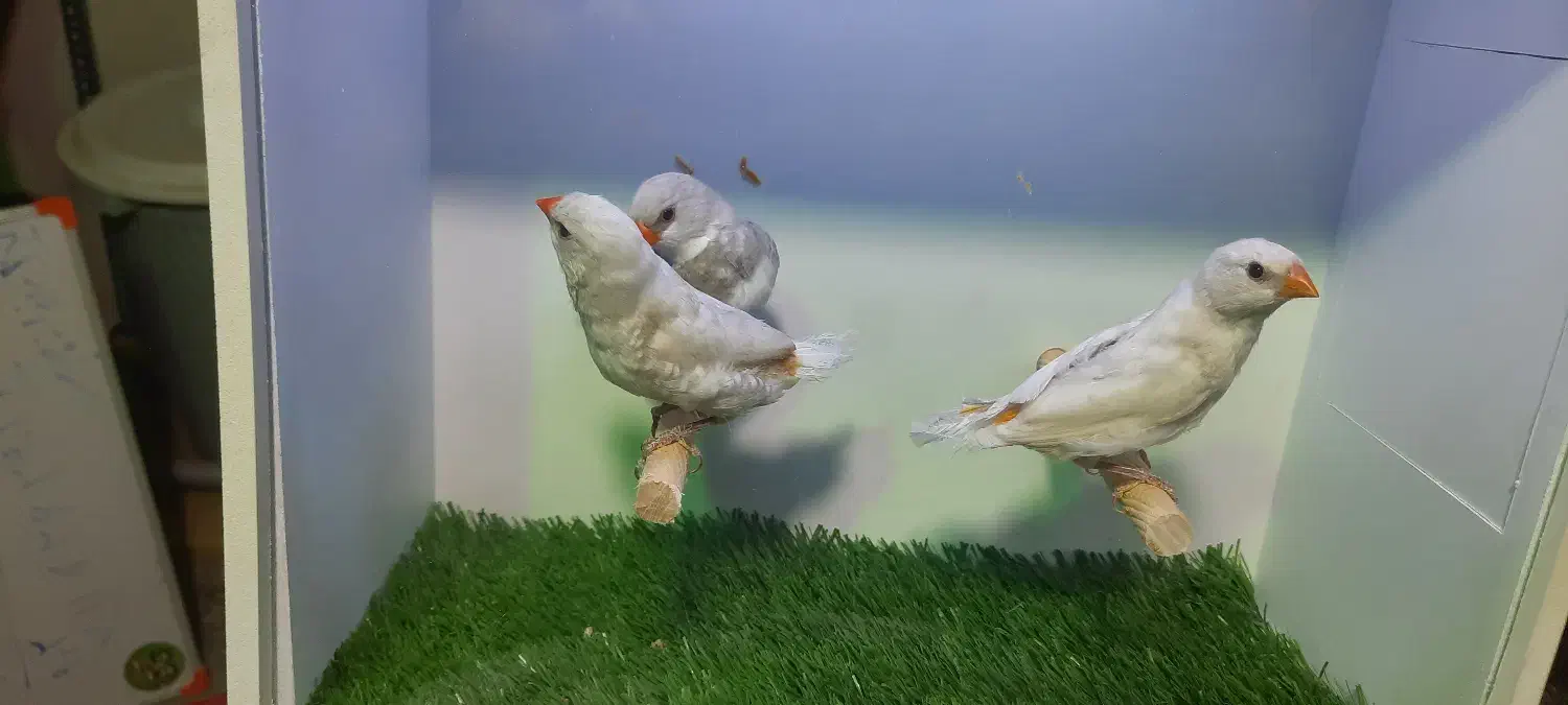 الماسی فنچ|پرنده|تهران, زنجان جنوبی|دیوار