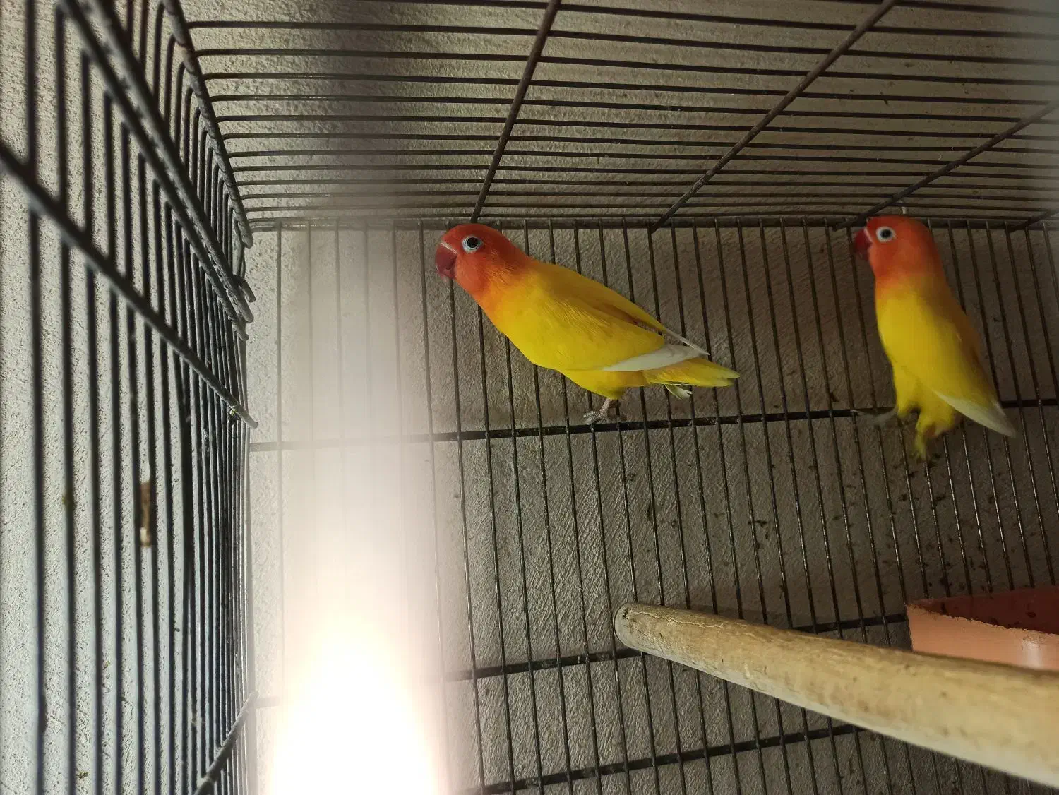 جفت کوتوله برزیلی|پرنده|برازجان, |دیوار