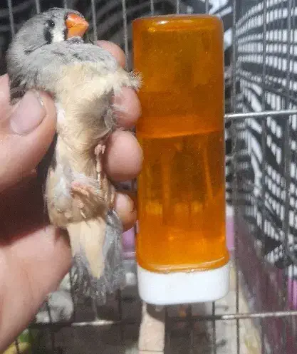 سه عدد ماده فنج انگلیسی|پرنده|کرمانشاه, |دیوار