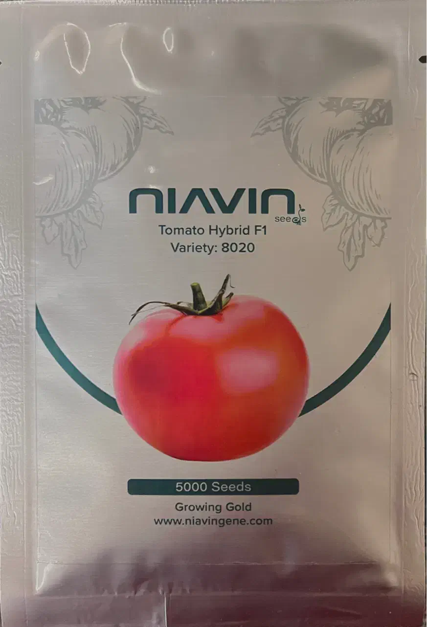 بذر F1 گوجه فرنگی رقم مشابه ۸۳۲۰،گوجه گرد و پربار|عمده‌فروشی|بهبهان, |دیوار