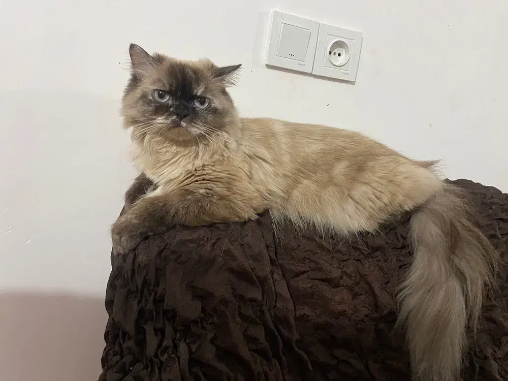 گربه پرشین دم چتری ماده|گربه|خان ببین, |دیوار