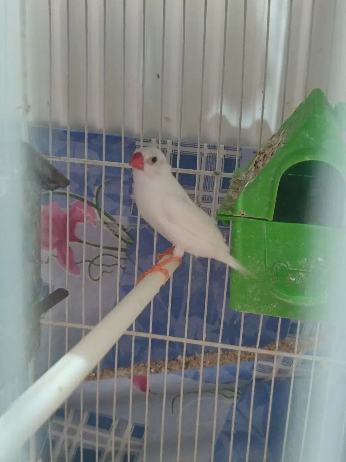 فنچ مولد|پرنده|شیروان (خراسان), |دیوار