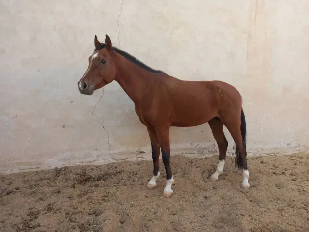 اسب دوسر وارداتی نریون کورسی|اسب و تجهیزات اسب‌سواری|اشکذر, |دیوار