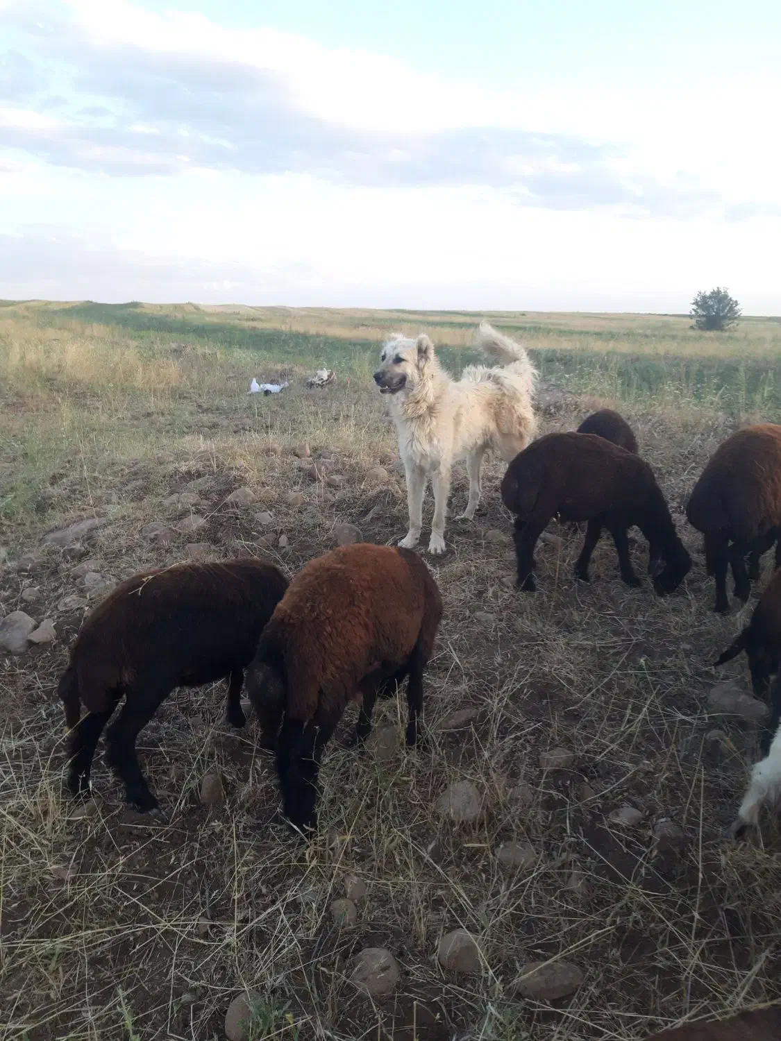 سگ سرابی اصیل|سگ|تیکمه داش, |دیوار