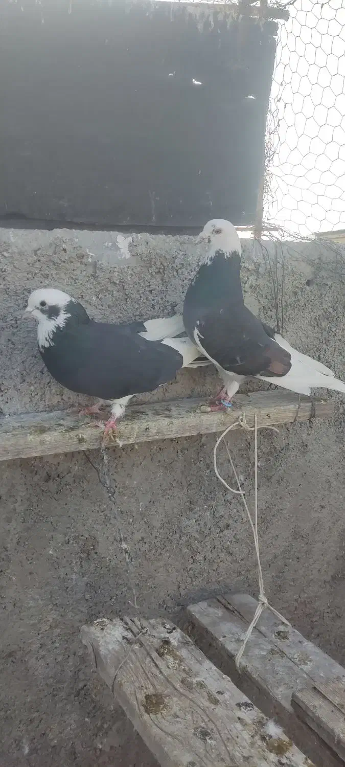 ب شرط پرش|پرنده|فولادشهر, A6|دیوار