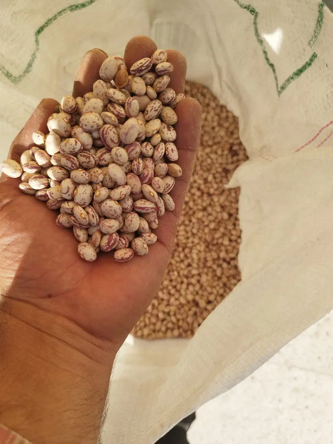 لوبیا چیتی سرحد درجه یک|خوردنی و آشامیدنی|مرودشت, رودبال|دیوار