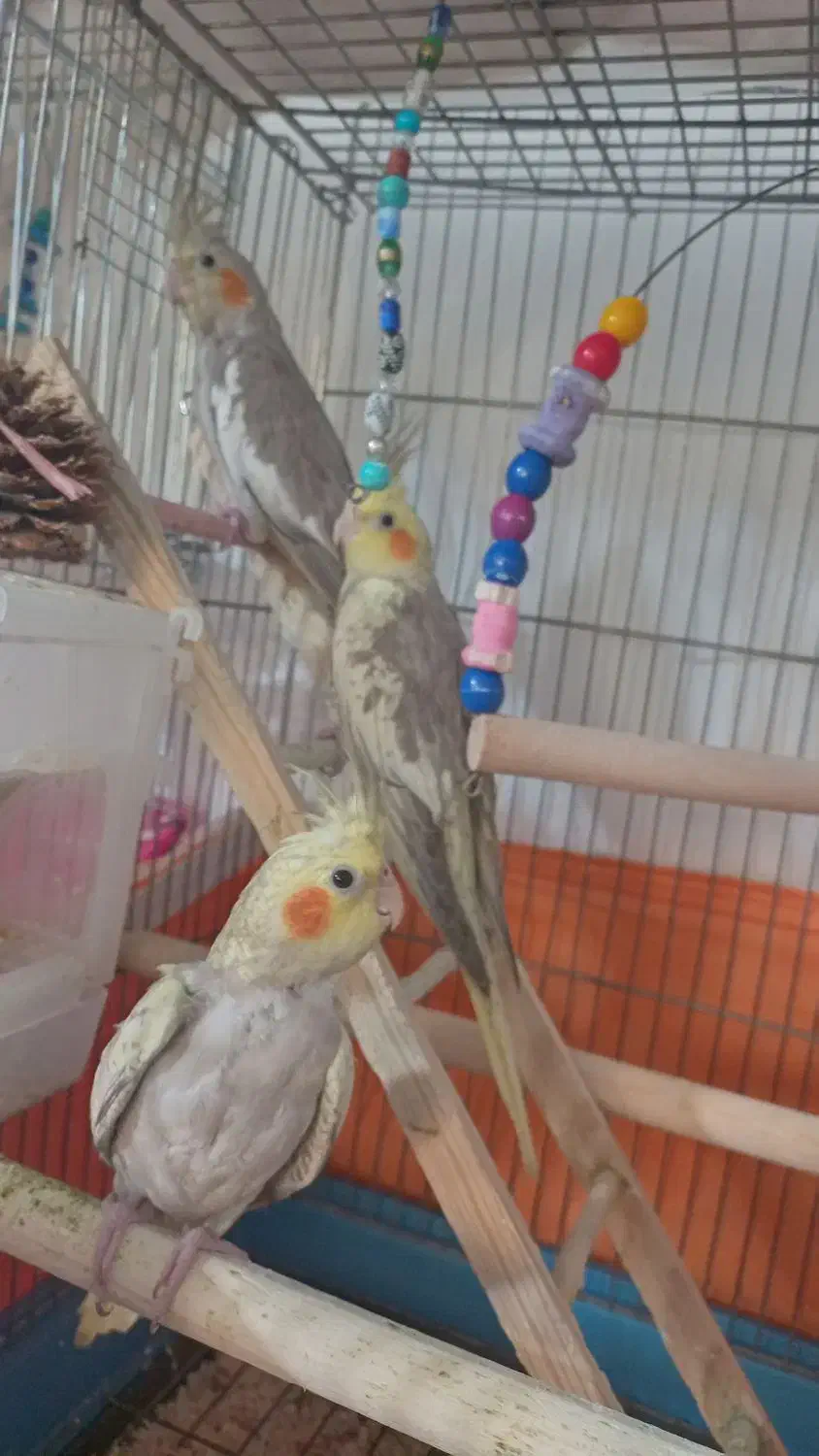 جوجه عروس هلندی|پرنده|فردیس, فرامرزیه|دیوار