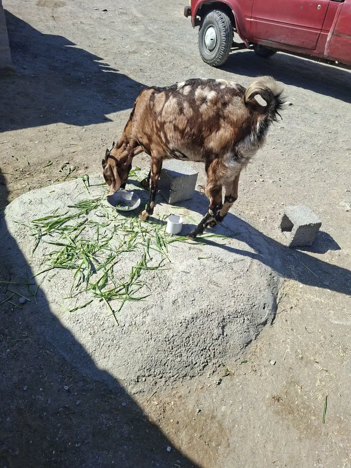 گوسفند گل گلی|حیوانات مزرعه|سراوان, |دیوار