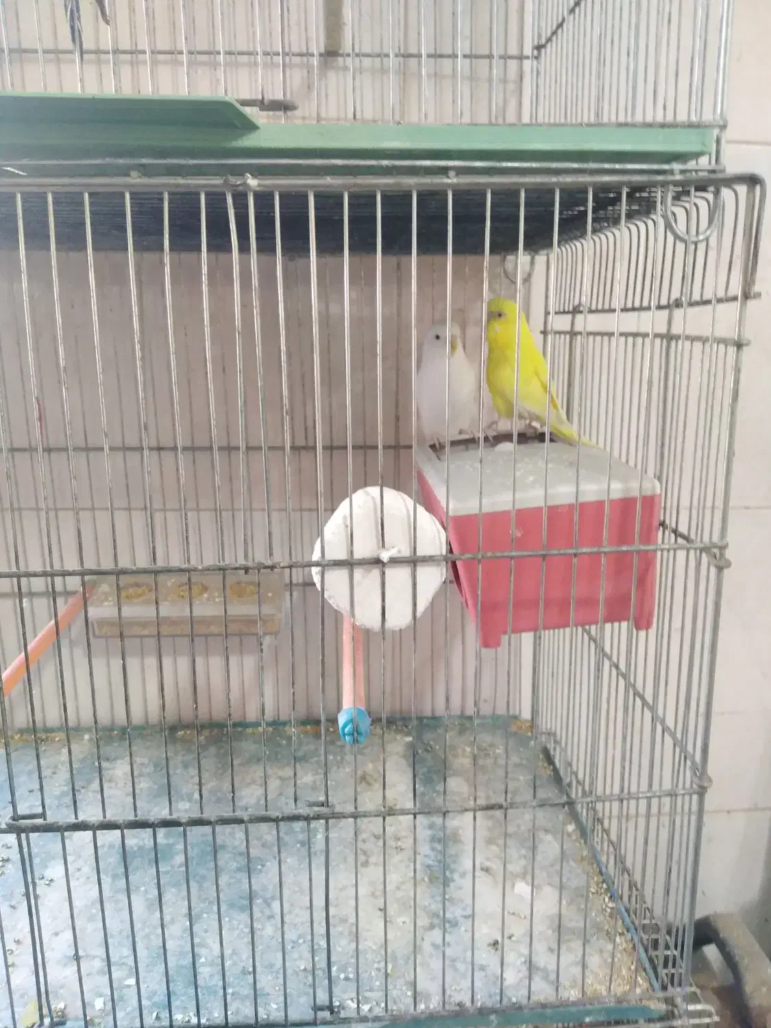 فروش انواع قناری یکجا همه|پرنده|خوی, |دیوار