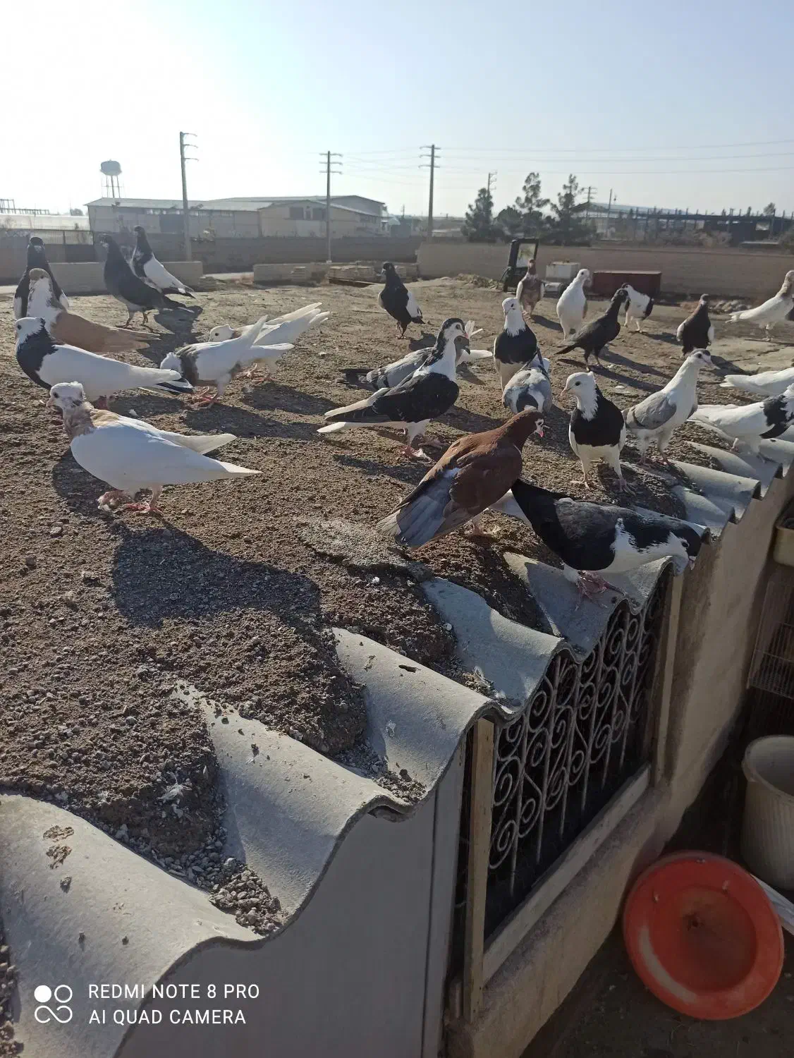 جوجه رنگه پرشی|پرنده|مشهد, شهرک صنعتی توس|دیوار