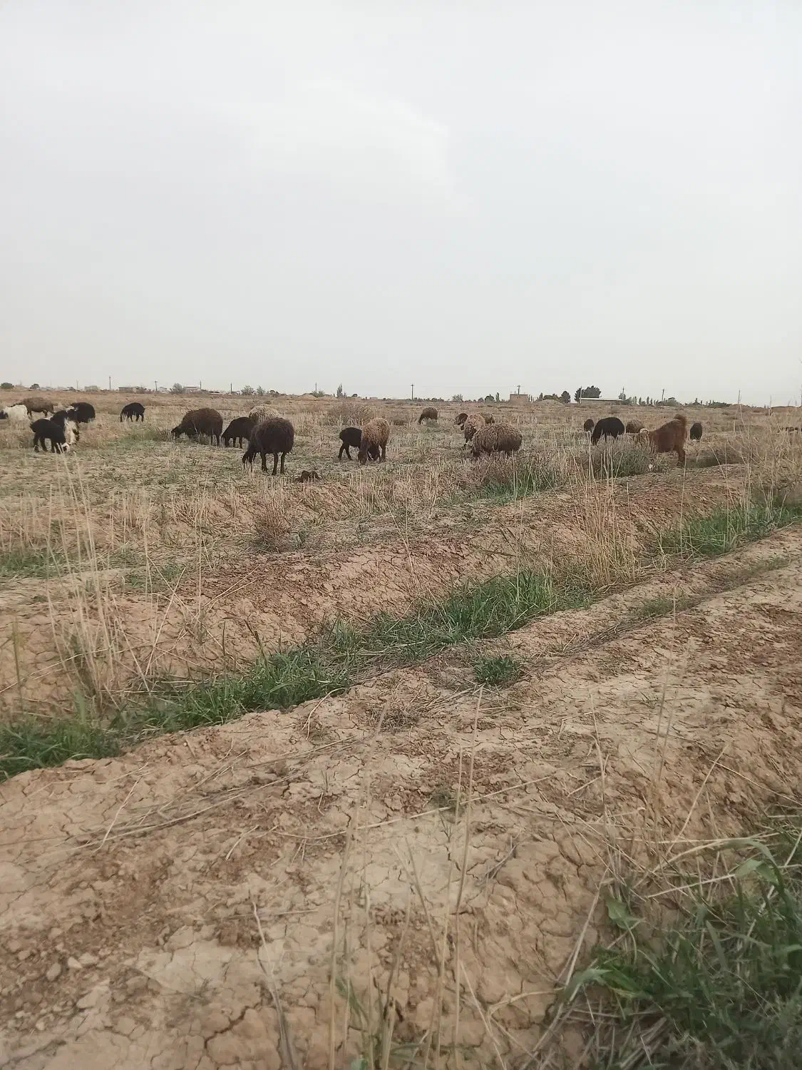 فروش گوسفند نژاد شال و افشار|حیوانات مزرعه|اصفهان, نقش جهان|دیوار