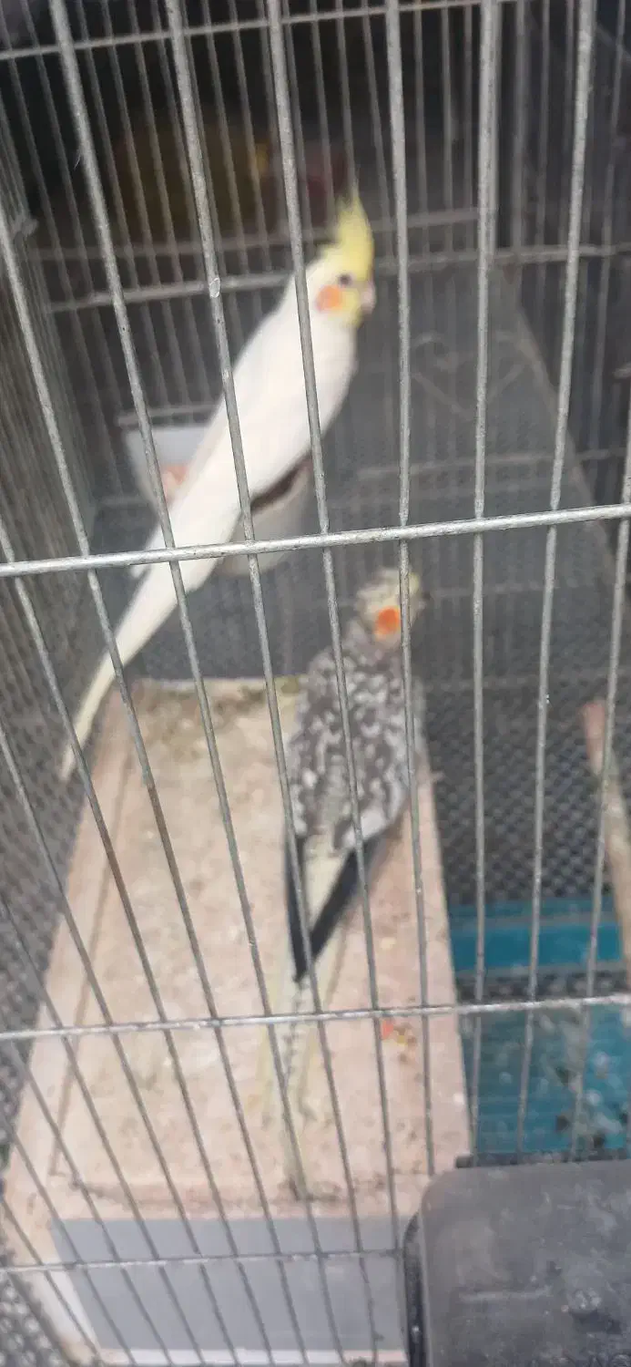 فروش پ نده اهلی|پرنده|چغادک, |دیوار