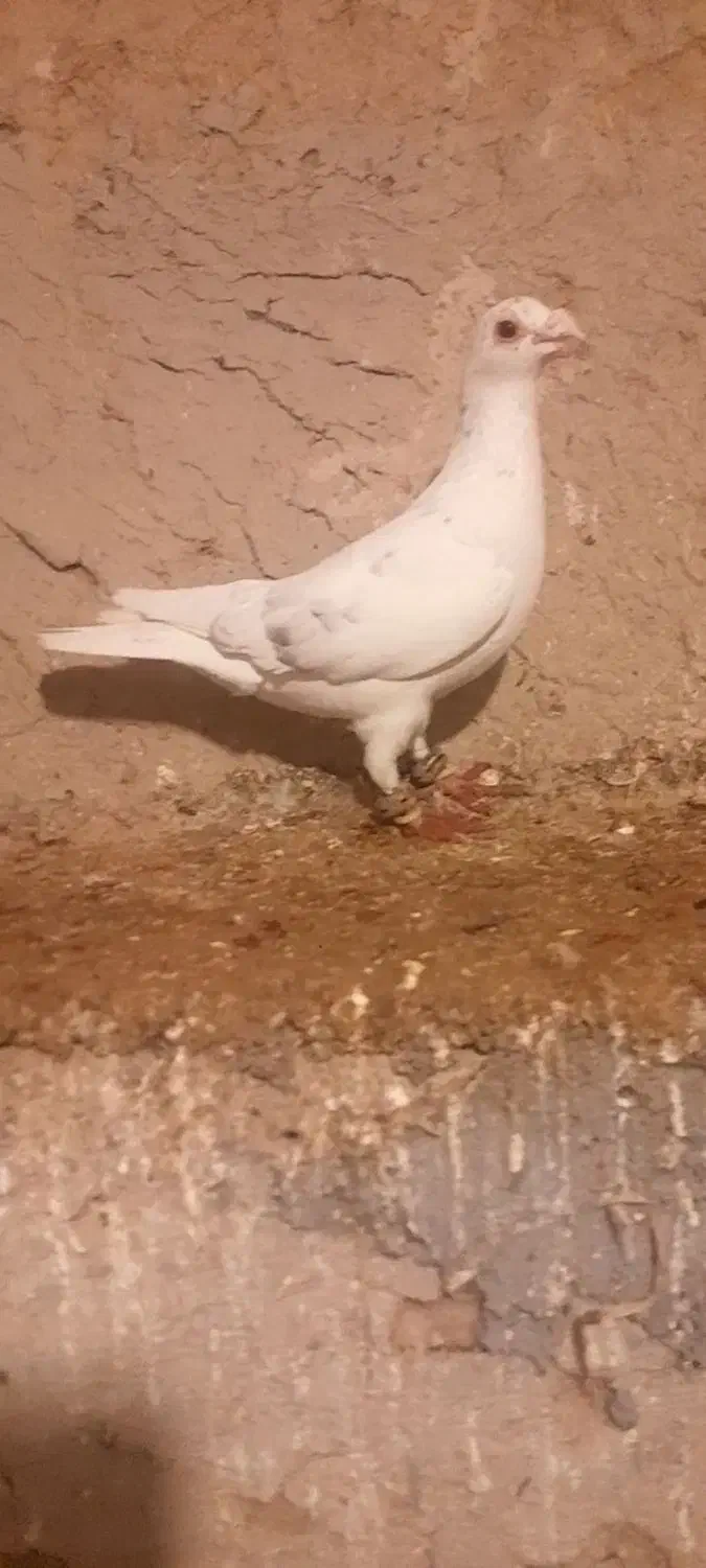 کفتر|پرنده|شیروان (خراسان), |دیوار