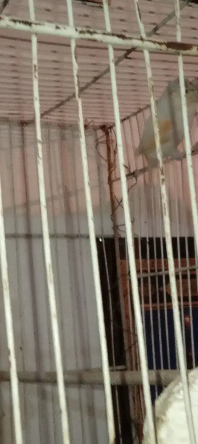 قناری نر|پرنده|مشهد, شهید معقول|دیوار