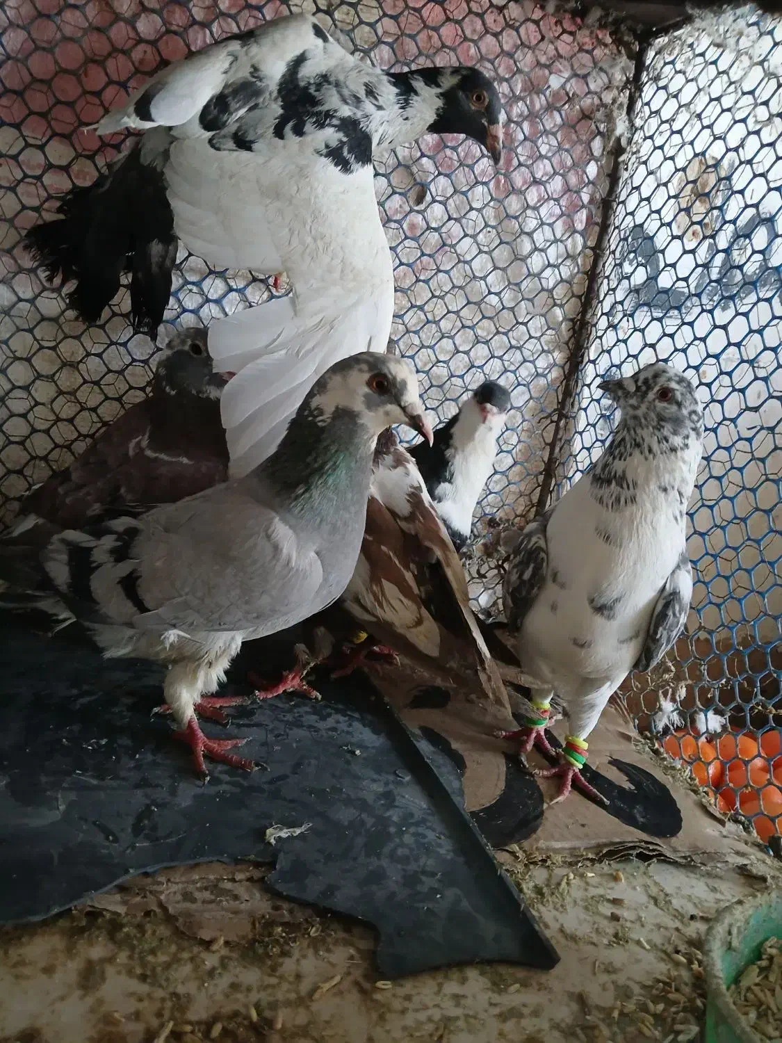 کفتر|پرنده|مشهد, علی آباد|دیوار