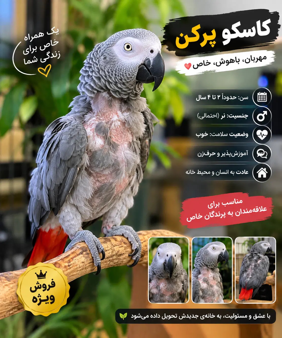 فروش انواع کاسکو پرکن برای جفت و نگهداری با کیفت|پرنده|تهران, هاشمی|دیوار