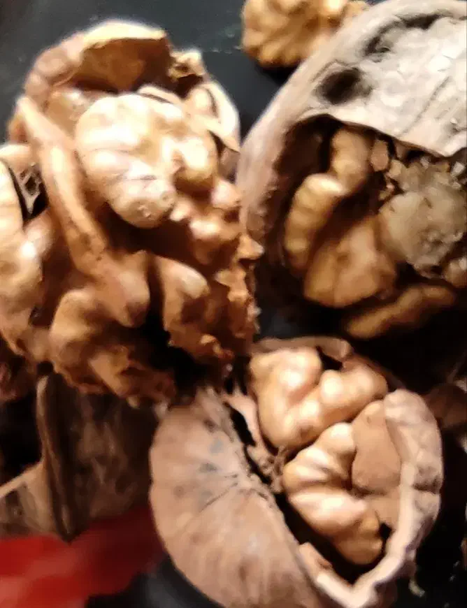 گردو ایرانی|خوردنی و آشامیدنی|شیراز, انجیره|دیوار