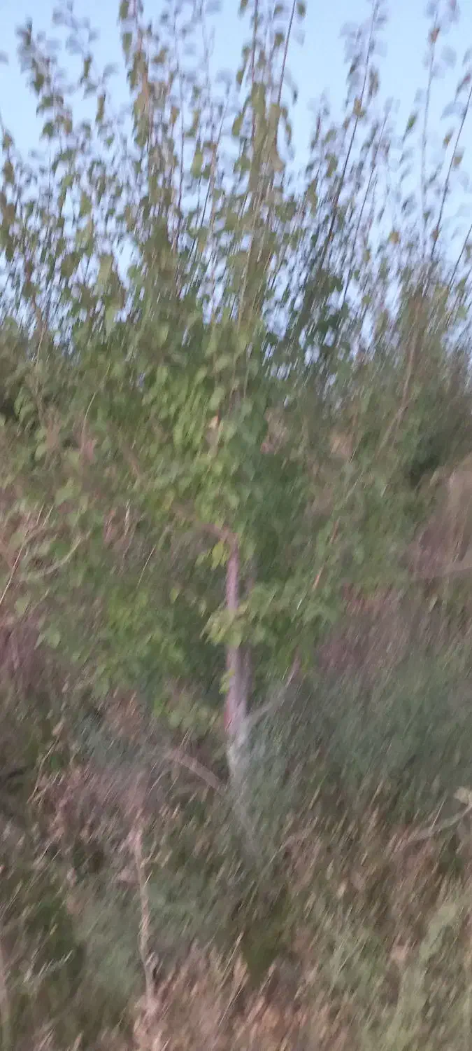 باغ به متراژ ۴۲۰۰۰متر|فروش دفتر صنعتی، کشاورزی، تجاری|کوثر, |دیوار