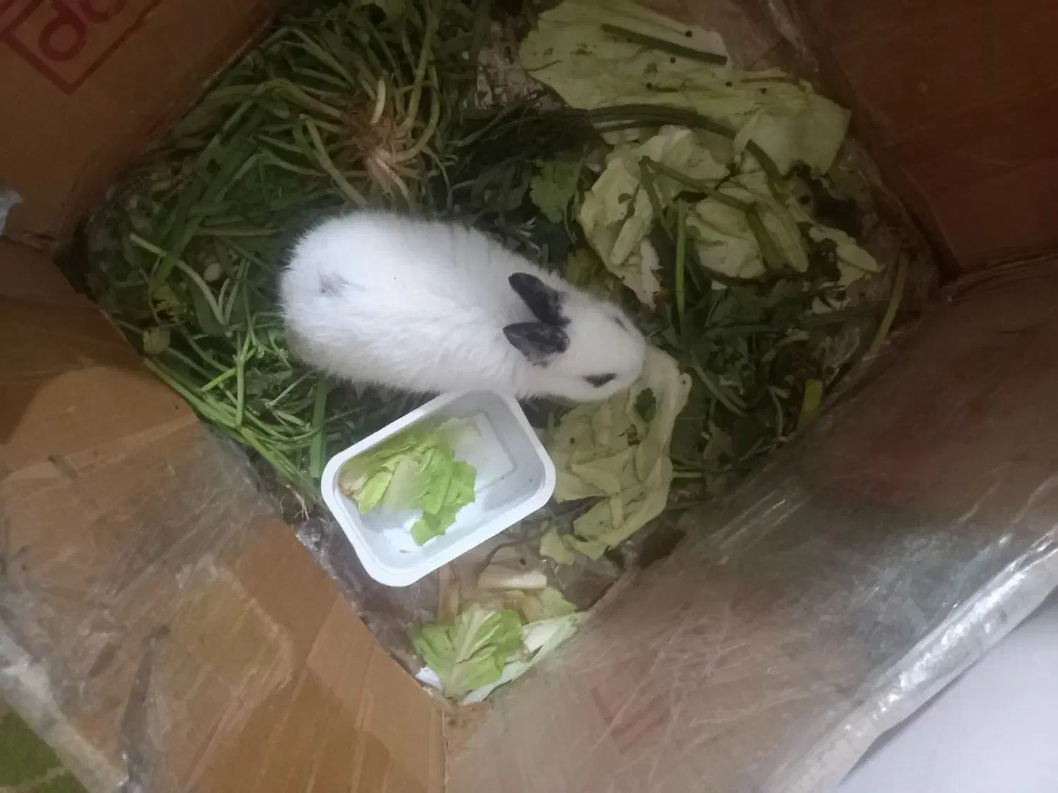 خرگوش کوچک|موش و خرگوش|تبریز, |دیوار