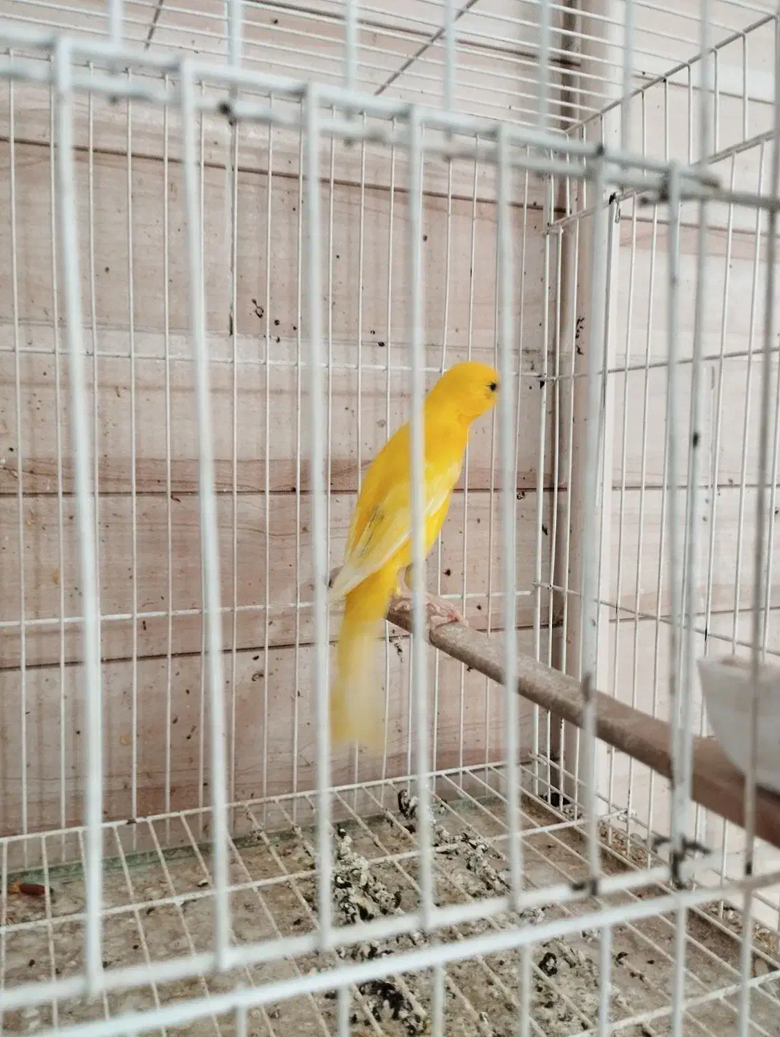 دراور|میز و صندلی غذاخوری|فسا, |دیوار