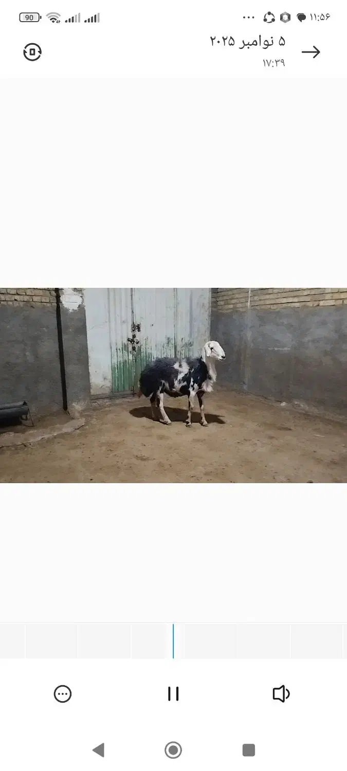 قوچ .میش .بزغاله|حیوانات مزرعه|الشتر, |دیوار