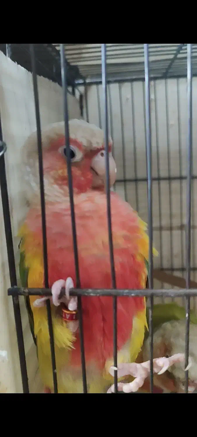 گرینچیک.خورشیدی.برزیلی.ردچیک.عروس|پرنده|تهران, شهرک استقلال|دیوار