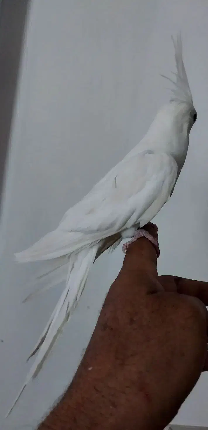 عروس هلندی آلبینو|پرنده|خمینی‌شهر, |دیوار