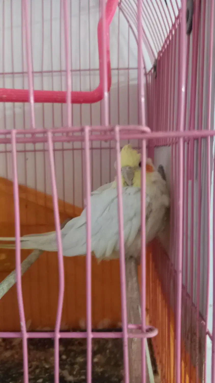 عورس هلندی|پرنده|چمران, |دیوار