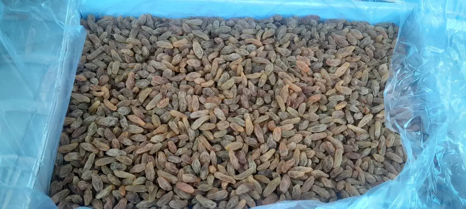 کشمش سبز موقعیت کاشمر|خوردنی و آشامیدنی|کاشمر, |دیوار