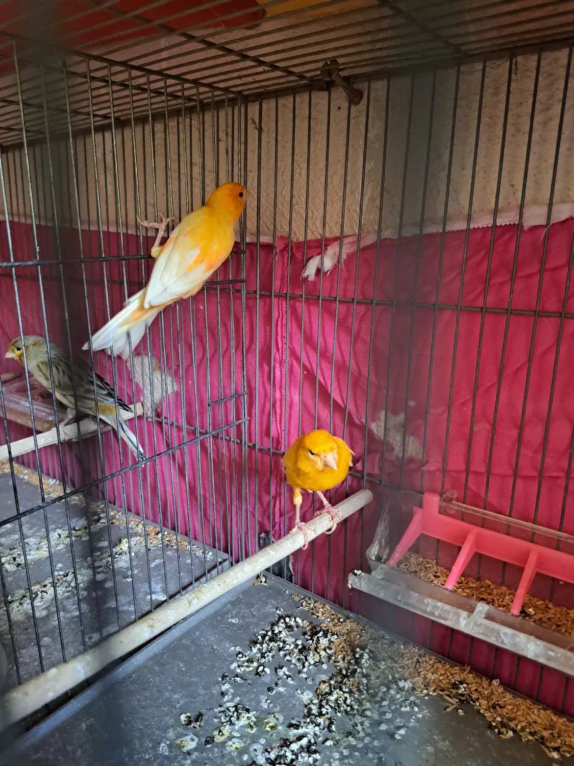 قناری پرتقالی نروماده|پرنده|پاکدشت, پاکدشت (مامازند)|دیوار