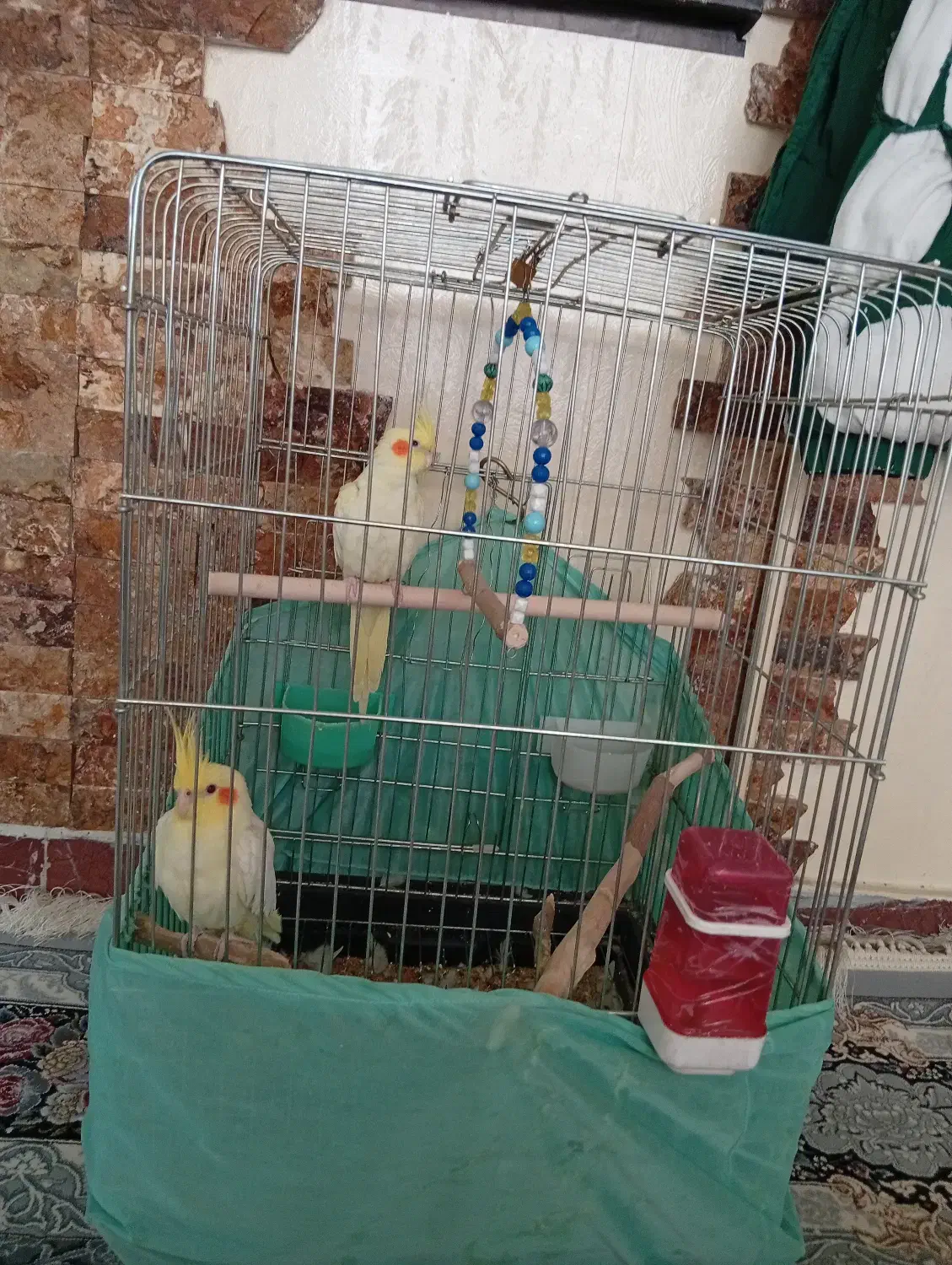 پرنده|پرنده|تهران, مظاهری|دیوار