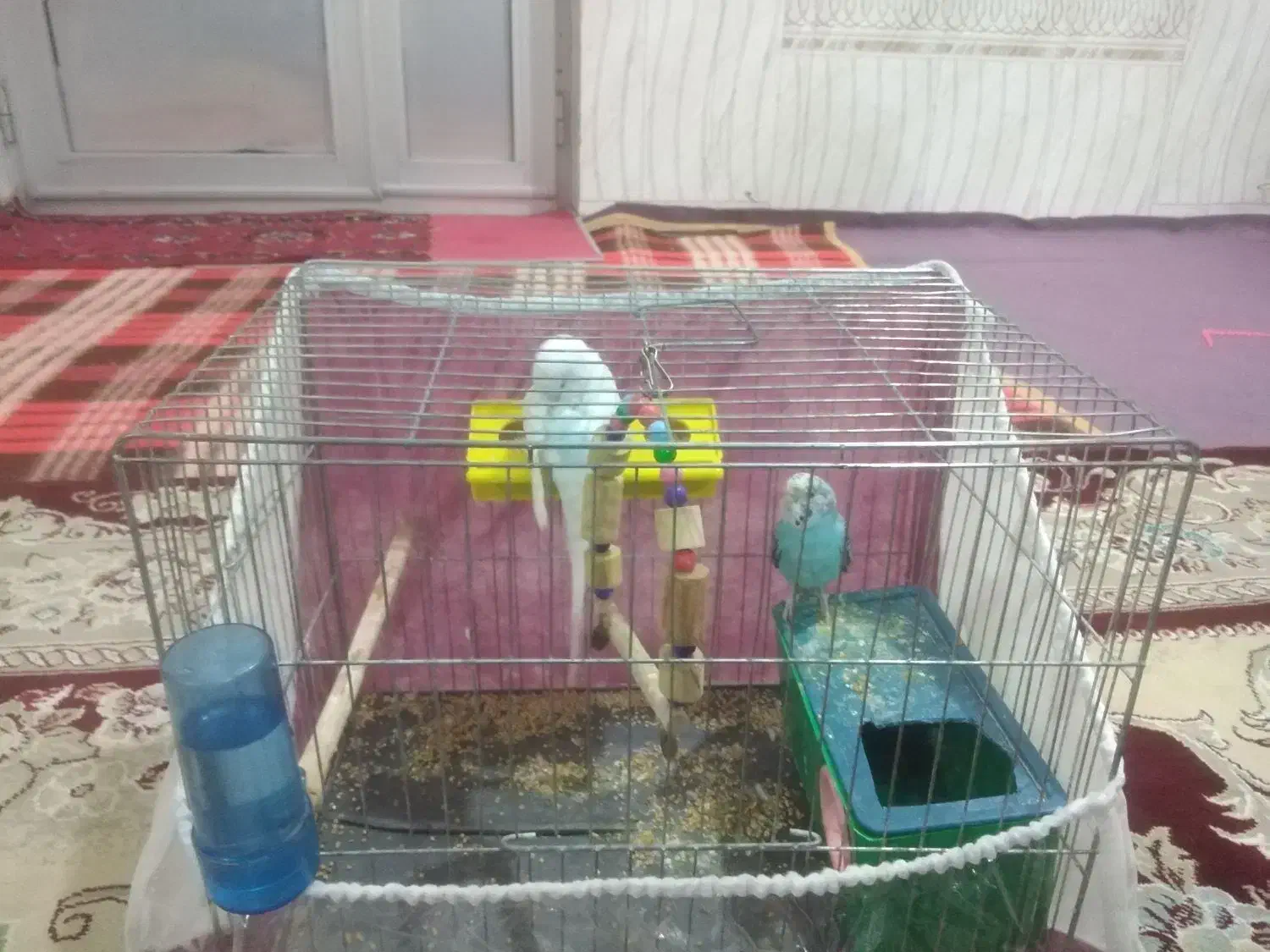 مرغ عشق سالم نر و ماده|پرنده|پارس‌آباد, |دیوار