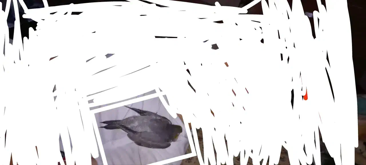 عروس هلندی گم شده محدود اسکان مژدگانی تقدیم می شود|حیوانات|یزد, |دیوار