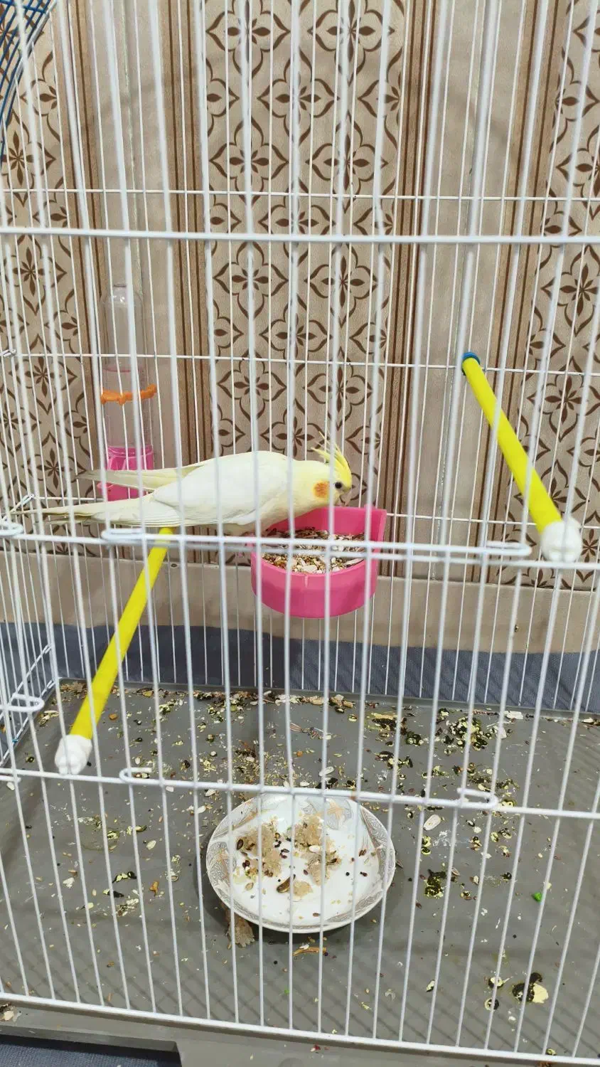 پرنده عروس هلندی|پرنده|اندیمشک, |دیوار