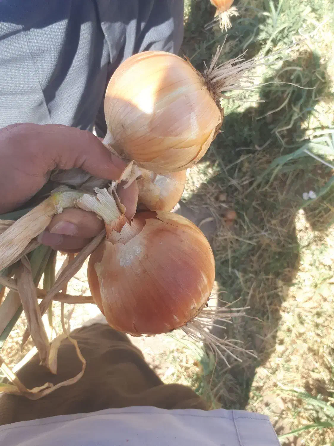 پیاز زرد|خوردنی و آشامیدنی|سلیمان, |دیوار