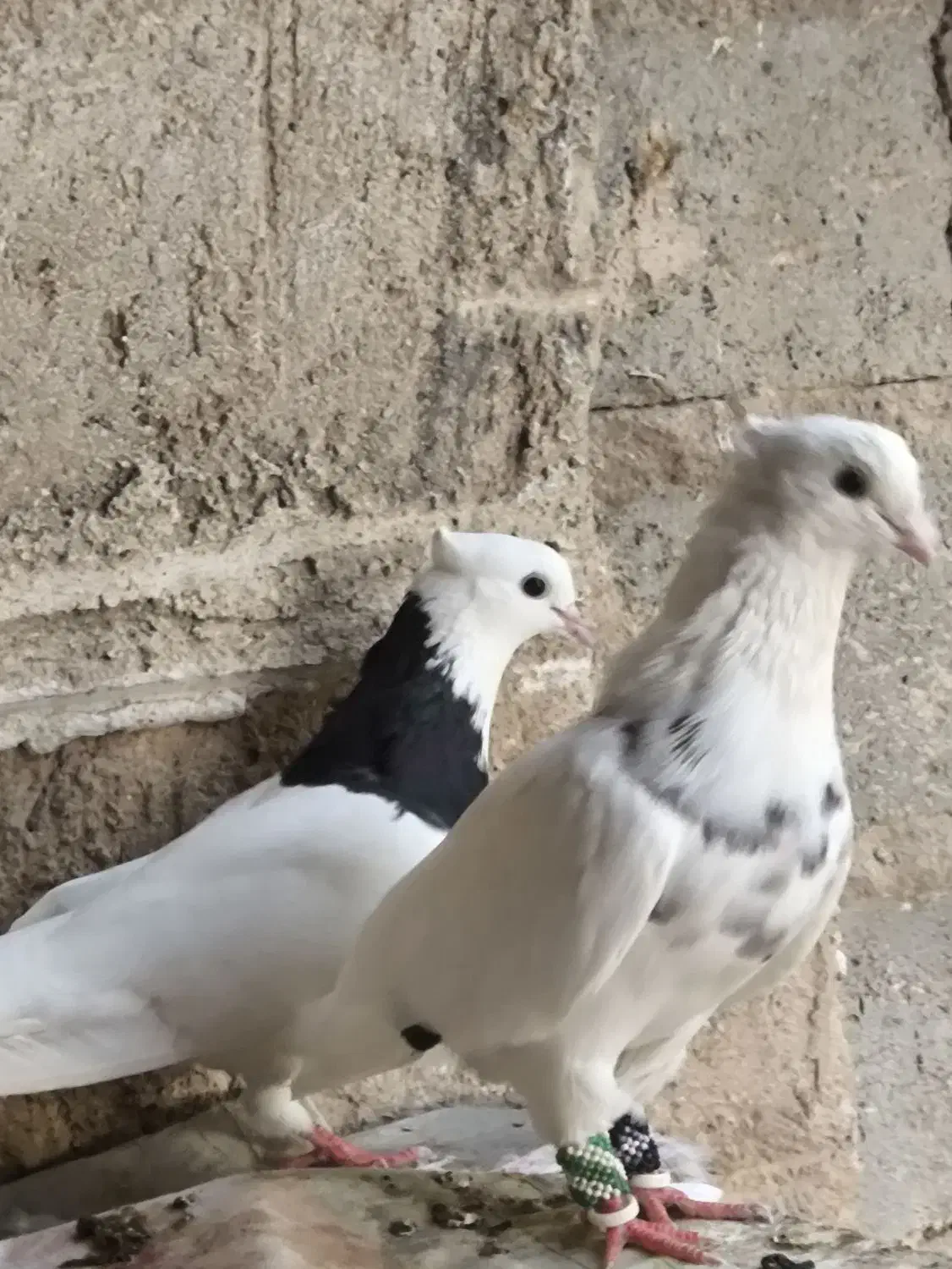 کبوتر طوقی|پرنده|بوشهر, |دیوار